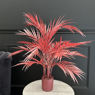 Burgundy Palm Plant