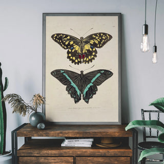 Butterfly Art