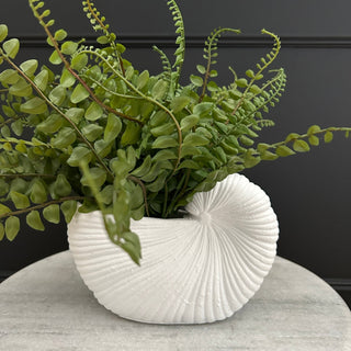 Large Shell Planter - Limited Abode