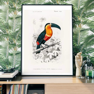 Toucan Art