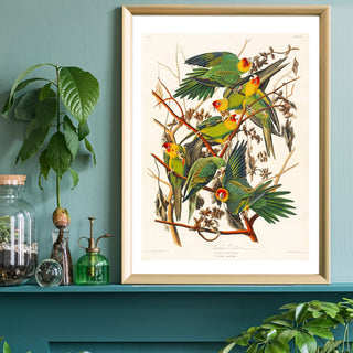 Parrot Art Print