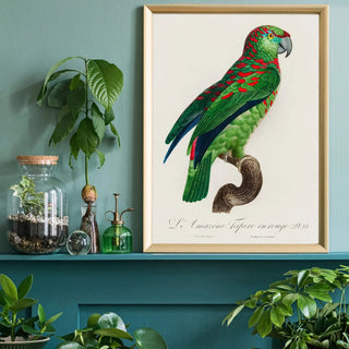 Parrot Art