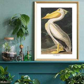 Pelican Art Print